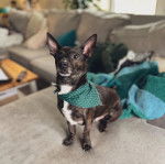 Un Ratshire Terrier au pelage tricolore, assis et portant un foulard autour du cou