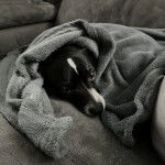 Un Ratshire Terrier au pelage bicolore, allongé et qui est couvert par une serviette