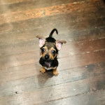 Un chiot Ratshire Terrier au pelage tricolore, assis sur un plancher et regardant la caméra 