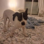 Un Ratshire Terrier au pelage bicolore, sur un lit et regardant la caméra 