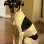 Un Ratshire Terrier au pelage bicolore, assis sur un plancher et regardant vers la caméra 