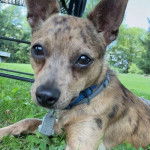 Un Ratshire Terrier allongé sur un terrain herbeux et portant un collier autour du cou 
