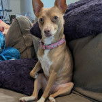 Un Ratshire Terrier au pelage tricolore, assis et portant un collier autour du cou