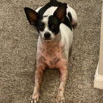 Un Ratshire Terrier au pelage bicolore, allongé sur une moquette et regardant vers la caméra 