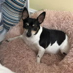 Un Ratshire Terrier au pelage bicolore, allongé dans un panier et regardant vers la caméra 