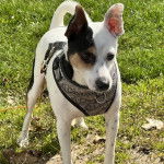 Un Ratshire Terrier au pelage bicolore, sur un terrain herbeux et portant un harnais 