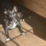 Un Ratshire Terrier au pelage bicolore, allongé sur un plancher et regardant vers la caméra  