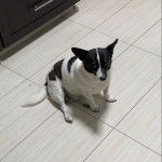 Un Ratshire Terrier au pelage bicolore, assis sur un sol carrelé et regardant vers la caméra 