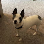 Un Ratshire Terrier au pelage bicolore, sur une moquette et portant un collier autour du cou 