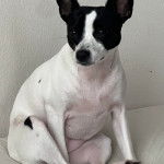 Un Ratshire Terrier au pelage bicolore, assis et semblant détendu 