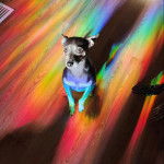 Un Ratshire Terrier au pelage bicolore, sur un plancher 