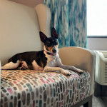 Un Ratshire Terrier au pelage tricolore, allongé sur un lit et portant un collier auour du cou