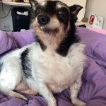 Un Ratshire Terrier au pelage tricolore, assis et semblant détendu