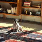 Un Ratshi Terrier au pelage tricolore, assis sur un tapis 