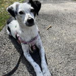 Un Ratshi Terrier au pelage bicolore, allongé sur une surface bitumée et qui est tenu en laisse 