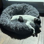 Un Ratshi Terrier au pelage bicolore, allongé dans un panier 