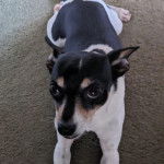 Un Ratshi Terrier au pelage bicolore, allongé sur une moquette et regardant la caméra 