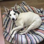 Un Ratshi Terrier au pelage bicolore, allongé et regardant vers la caméra 