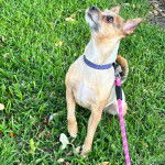 Un Ratshi Terrier au pelage bicolore, assis sur un terrain herbeux et qui est tenu en laisse 