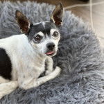 Un Ratshi Terrier au pelage tricolore, allongé et regardant vers la caméra 