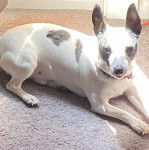 Un Ratshi Terrier au pelage bicolore, allongé sur une moquette et portant un collier autour du cou 