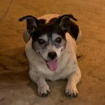 Un Ratshi Terrier au pelage tricolore, allongé et tirant la langue 