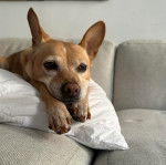 Un Ratshi Terrier au pelage bicolore, allongé sur un oreiller et semblant détendu 