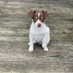 Un chiot Ratshi Terrier au pelage tricolore, assis sur un plancher et regardant la caméra 
