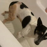 Un Ratshi Terrier au pelage tricolore, se tenant à quatre pattes dans une baignoire 