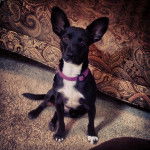 Un Ratshi Terrierau pelage bicolore, assis sur une moquette et portant un collier autour du cou