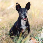 Un Ratshi Terrier a pelage bicolore, assis sur un terrain herbeux et ayant la gueule légèrement ouverte