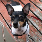 Un Ratshi Terrier au pelage tricolore, sur un plancher et qui est tenu en laisse 