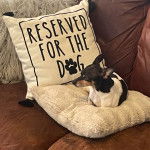 Un Ratshi Terrier au pelage triocolore, allongé sur un oreiller et semblant détendu 