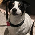 Un Ratshi Terrier au pelage tricolore, assis et portant un collier autour du cou