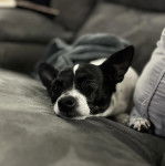 Un Ratshi Terrier allongé sur un canapé et semblant fatigué 