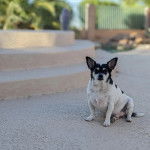 Un Ratshi Terrier au pelage bicolore, assis sur un sol béton et regardant vers la caméra 