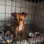 Un Ratshi Terrier au pelage bicolore, se tenant à quatre pattes dans une cage 