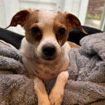 Un Ratshi Terrier au pelage bicolore, allongé et regardant la caméra 