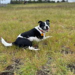 Un Ratshi Terrier au pelage bicolore, allongé sur un terrain herbeux et portant un collier autour du cou