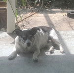 Un Ratshi Terrier au pelage bicolore, allongé sur un sol en béton et regardant la caméra 