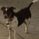 Un Ratshi Terrier au pelage tricolore, sur un sol en béton et portant un collier autour du cou 