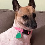 Un Ratshi Terrier au pelage bicolore, assis sur un canapé et portant un collier autour du cou