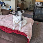 Un Ratshi Terrier au pelage bicolore, assis sur un lit et portant un collier autour du cou 