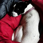 Un Ratshi Terrier au pelage bicolore, allongé et portant un collier autour du cou 