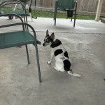 Un Ratshi Terrier au pelage bicolore, assis sur un sol en béton 