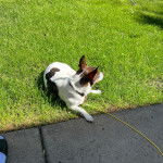 Un Ratshi Terrier au pelage bicolore, allongé sur une surface gazonnée et qui est tenu en laisse