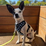 Un Ratshi Terrier au pelage bicolore, assis sur un plancher et qui est tenu en laisse 