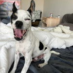 Un Ratshi Terrier au pelage tricolore, assis sur un lit et ayant la gueule ouverte 