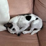 Un Ratshi Terrier au pelage bicolore, allongé sur un canapé et semblant dormir 