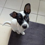 Un Ratshi Terrier au pelage bicolore, assis sur un tapis et regardant la caméra 